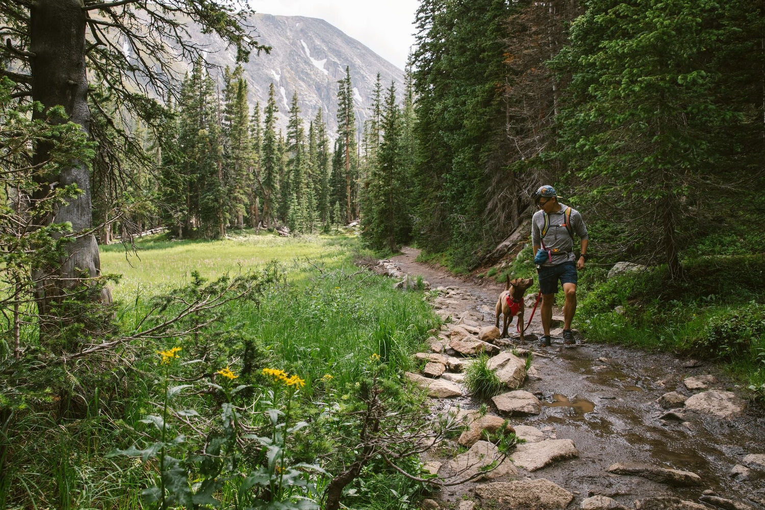 Ruffwear UK Stockist: Where to Buy Ruffwear Dog Gear in the UK