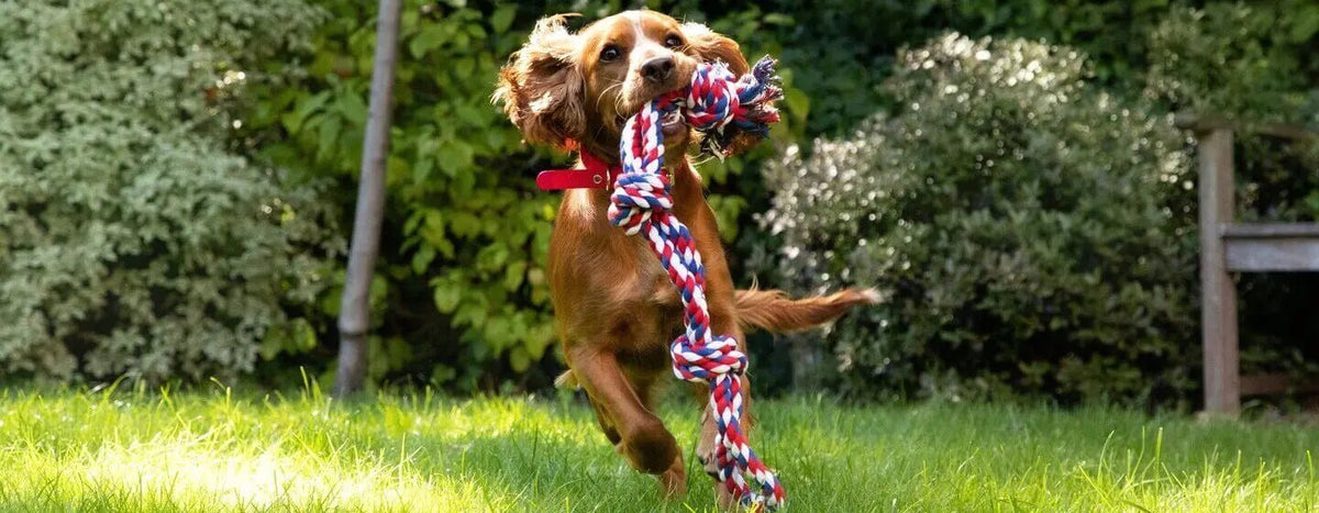 How Do I Keep My Dog Entertained While at Work? - Wiggle and Wag