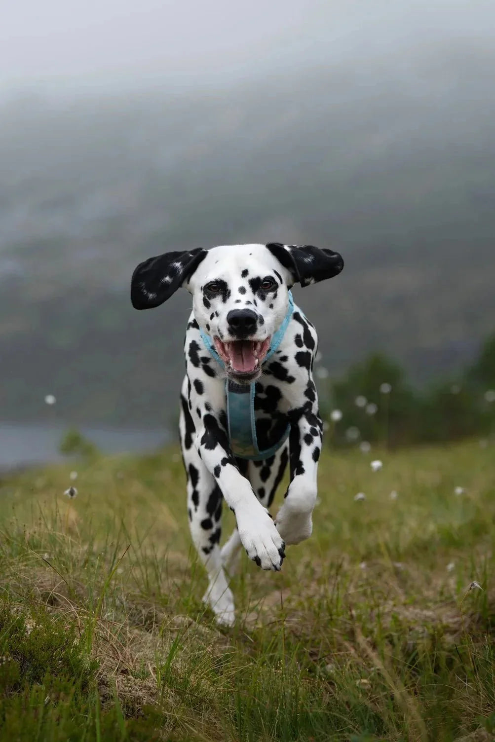 Non-stop Dogwear UK - Wiggle and Wag