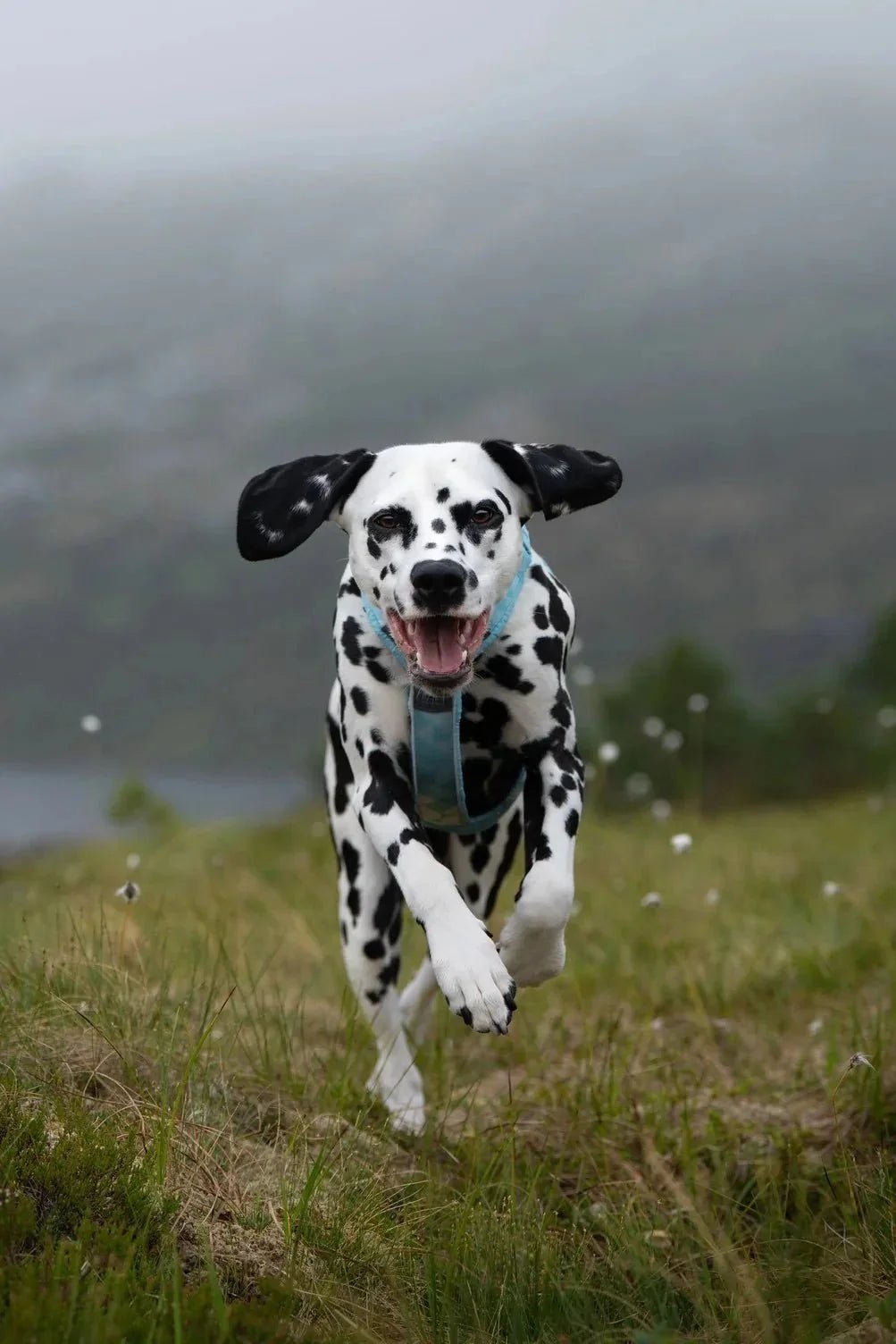 Non-stop Dogwear UK - Wiggle and Wag