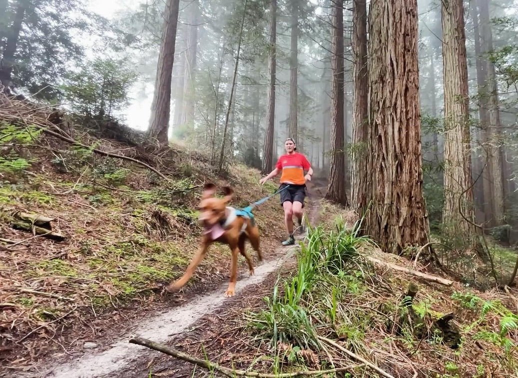 Sleddog sports are for every active dog - Wiggle and Wag