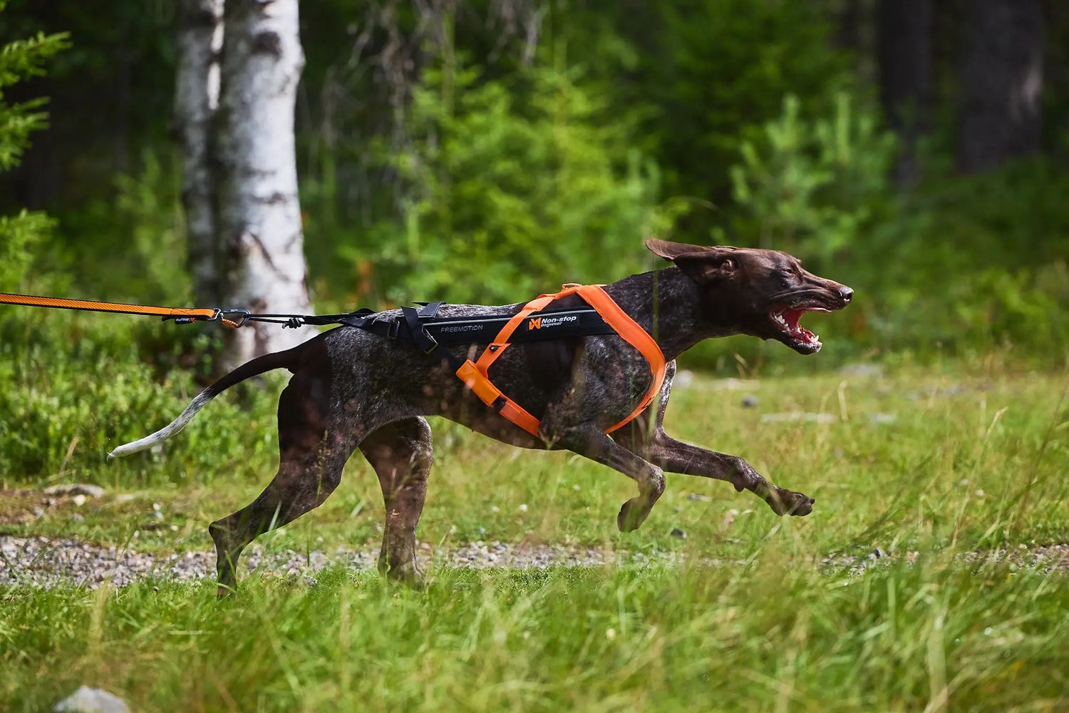 Non-stop dogwear harnesses