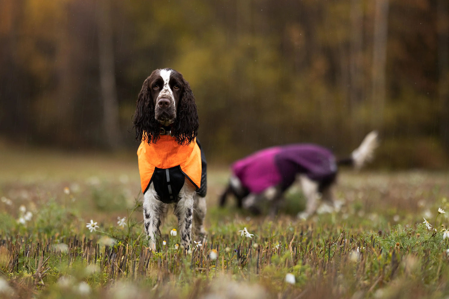 Non-stop dogwear Dog Jackets