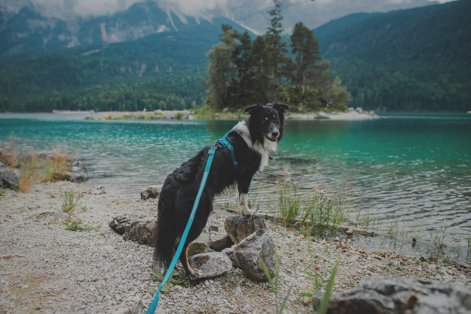 Non-stop dogwear stocked at Wiggle and Wag Frome