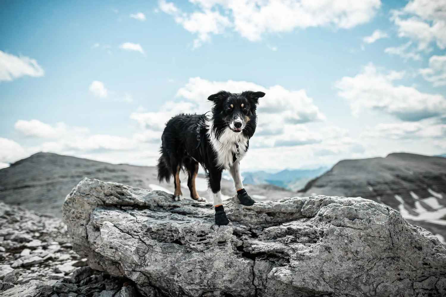 Non-stop dogwear Booties