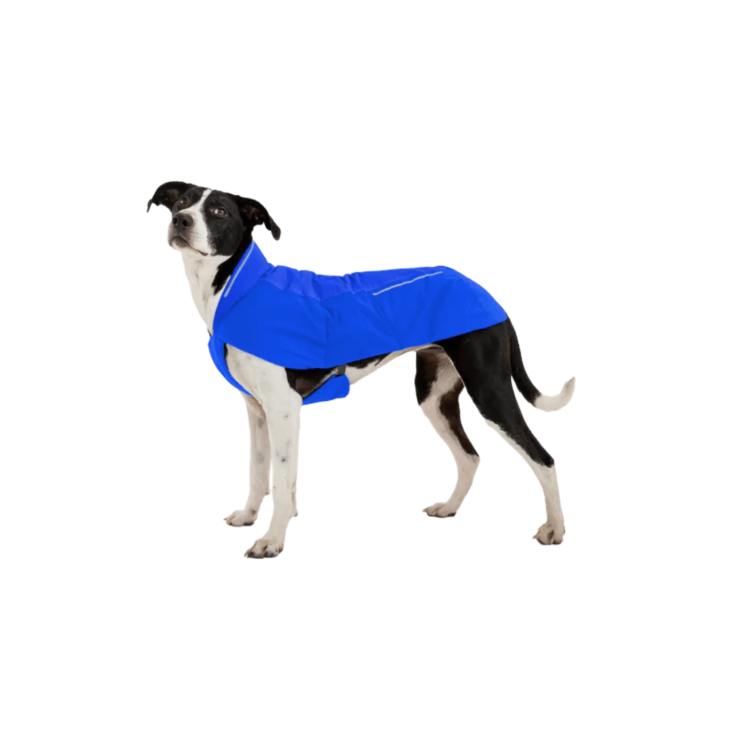 Dog wearing a blue coat on a white background