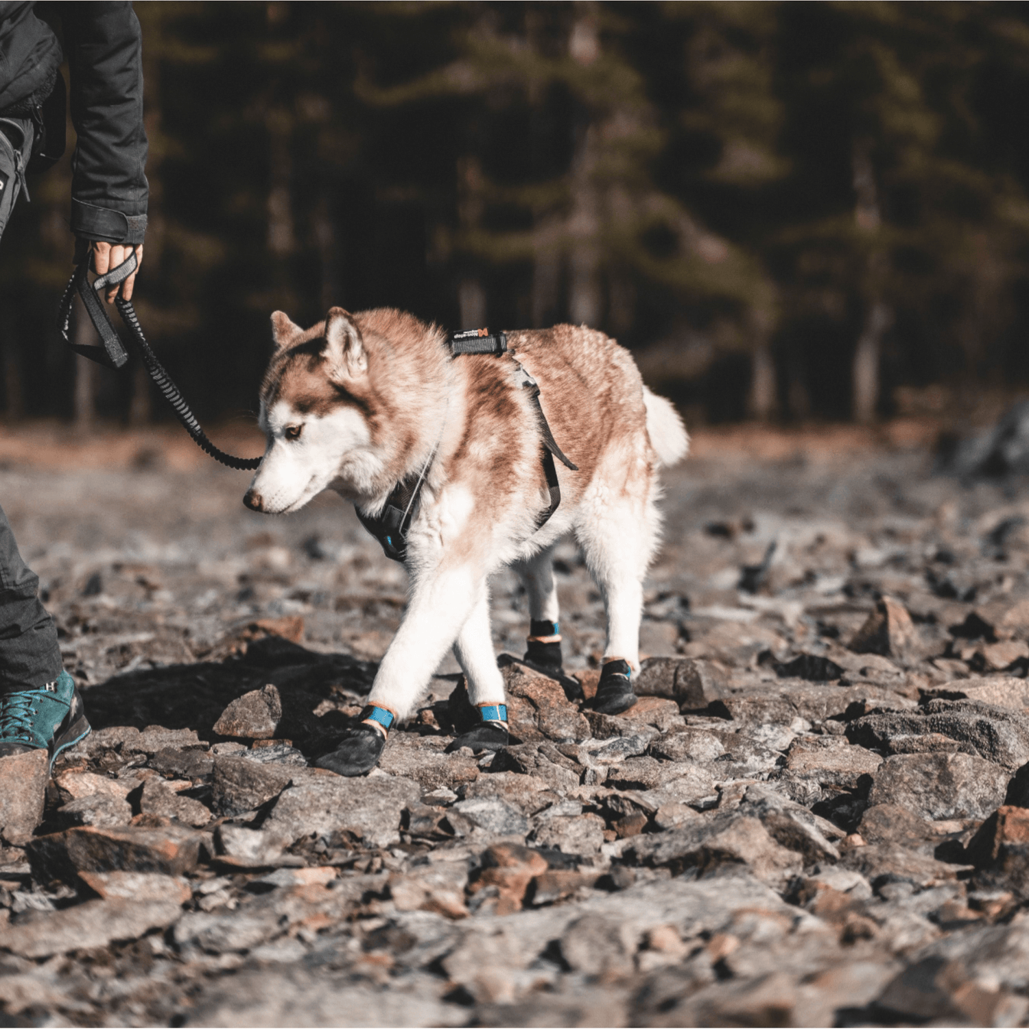 Non-stop dogwear Protector Booties - Dog Booties