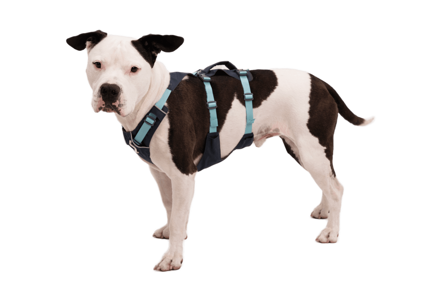 Black and white dog wearing the Ruffwear Flagline™ Dog Harness with handle, showcasing secure fit and ergonomic support for outdoor use.
