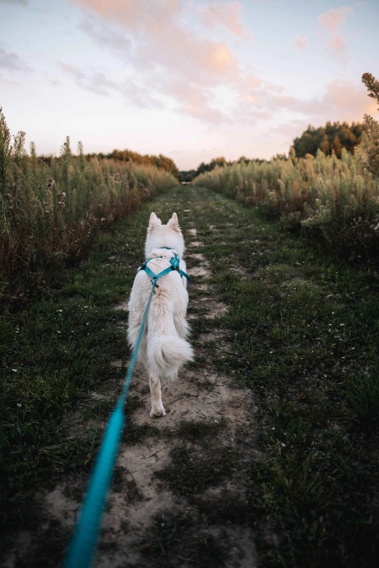 non-stop dogwear freemotion harness 5.0