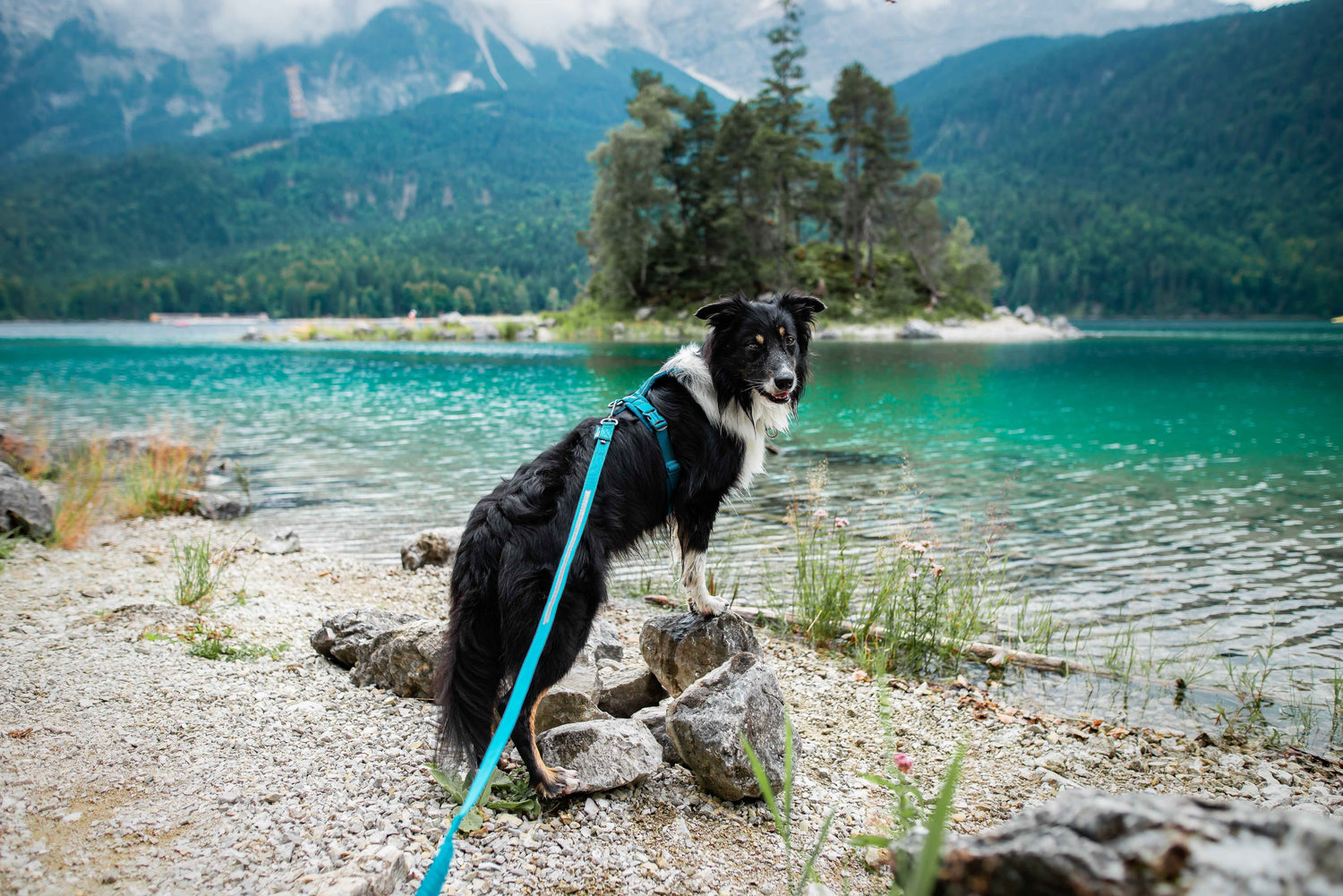 non-stop dogwear line harness 5.0