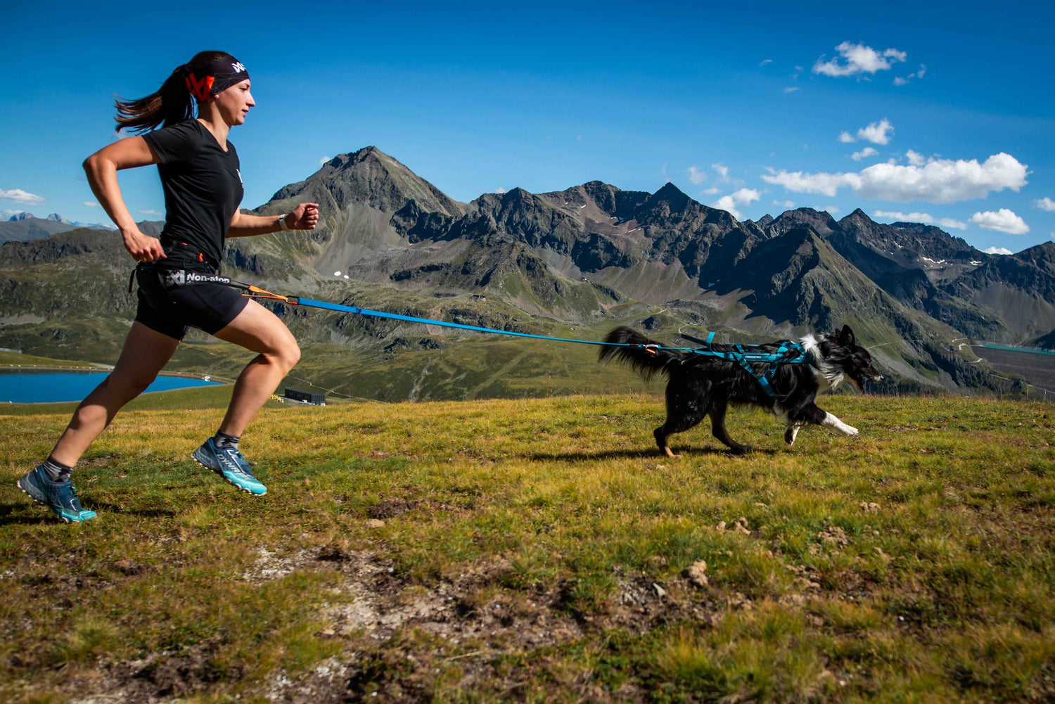 non-stop dogwear freemotion harness 5.0