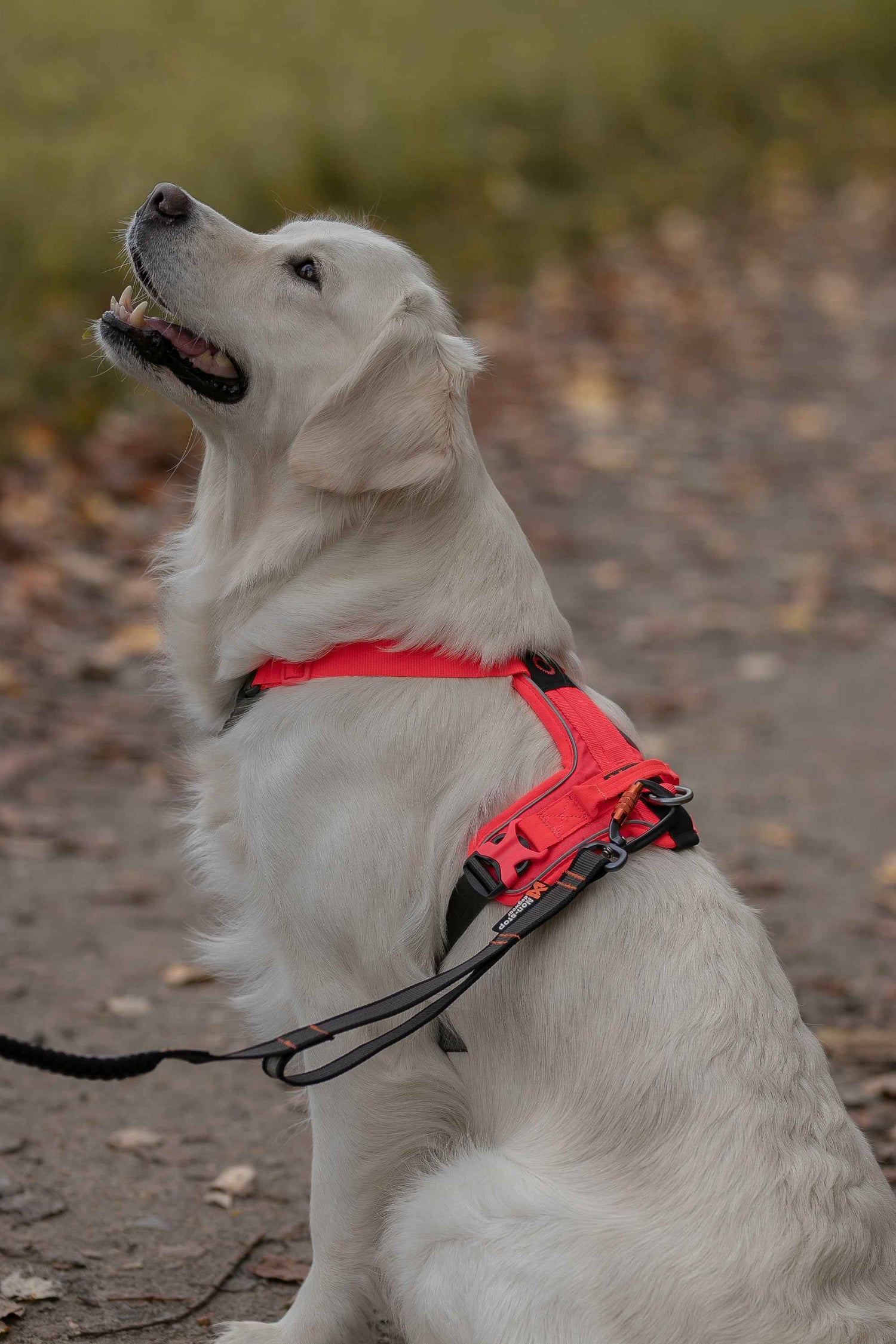 Dog wearing Non-stop Dogwear Ramble Harness on an everyday walk