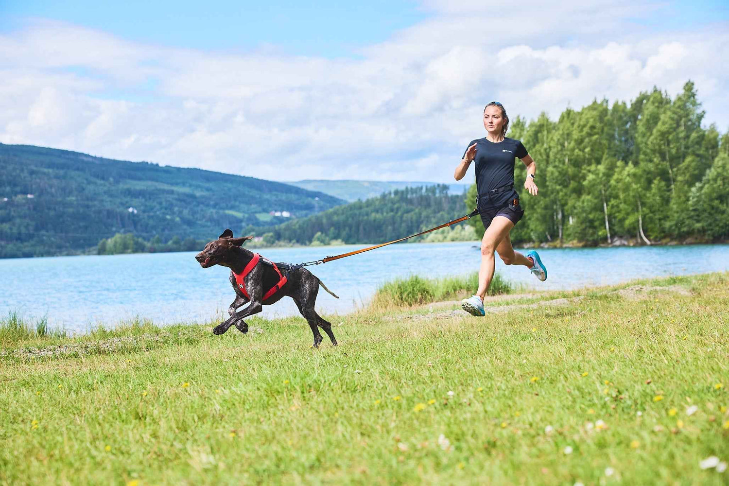 non-stop dogwear freemotion harness 5.0