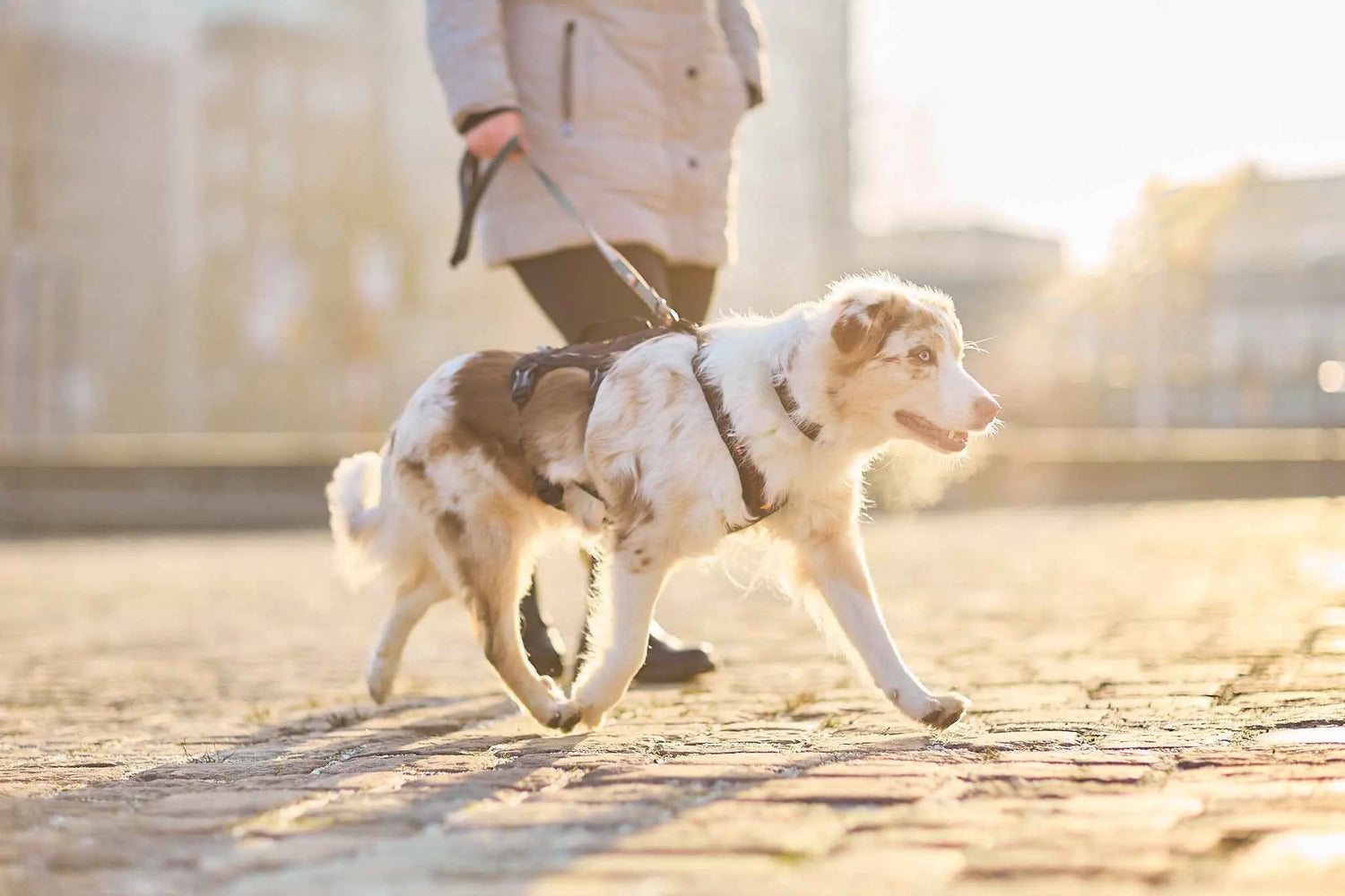 Non-stop dogwear Rock Harness Long - Long Dog Harness