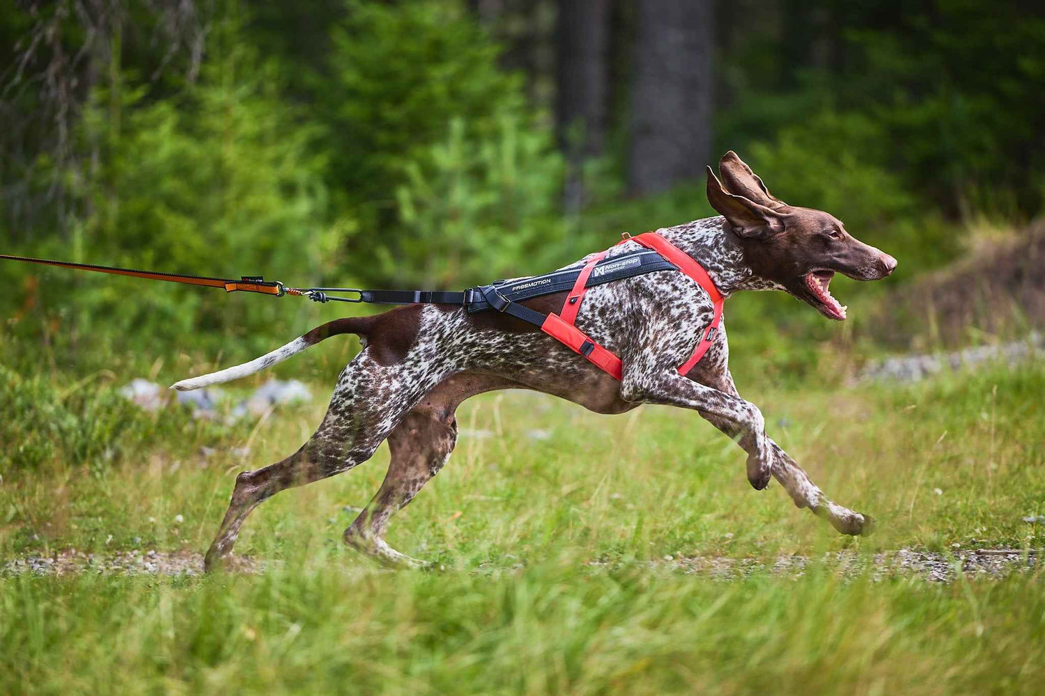 non-stop dogwear freemotion harness 5.0