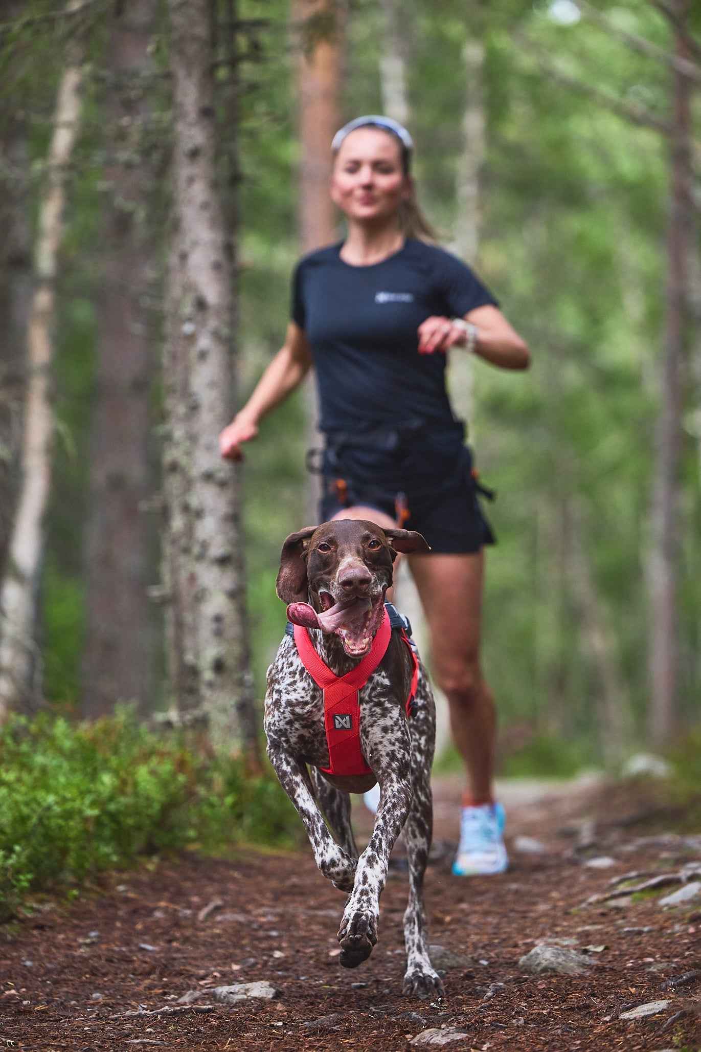 Dog wearing Non-stop Freemotion Harness 5.0 during canicross