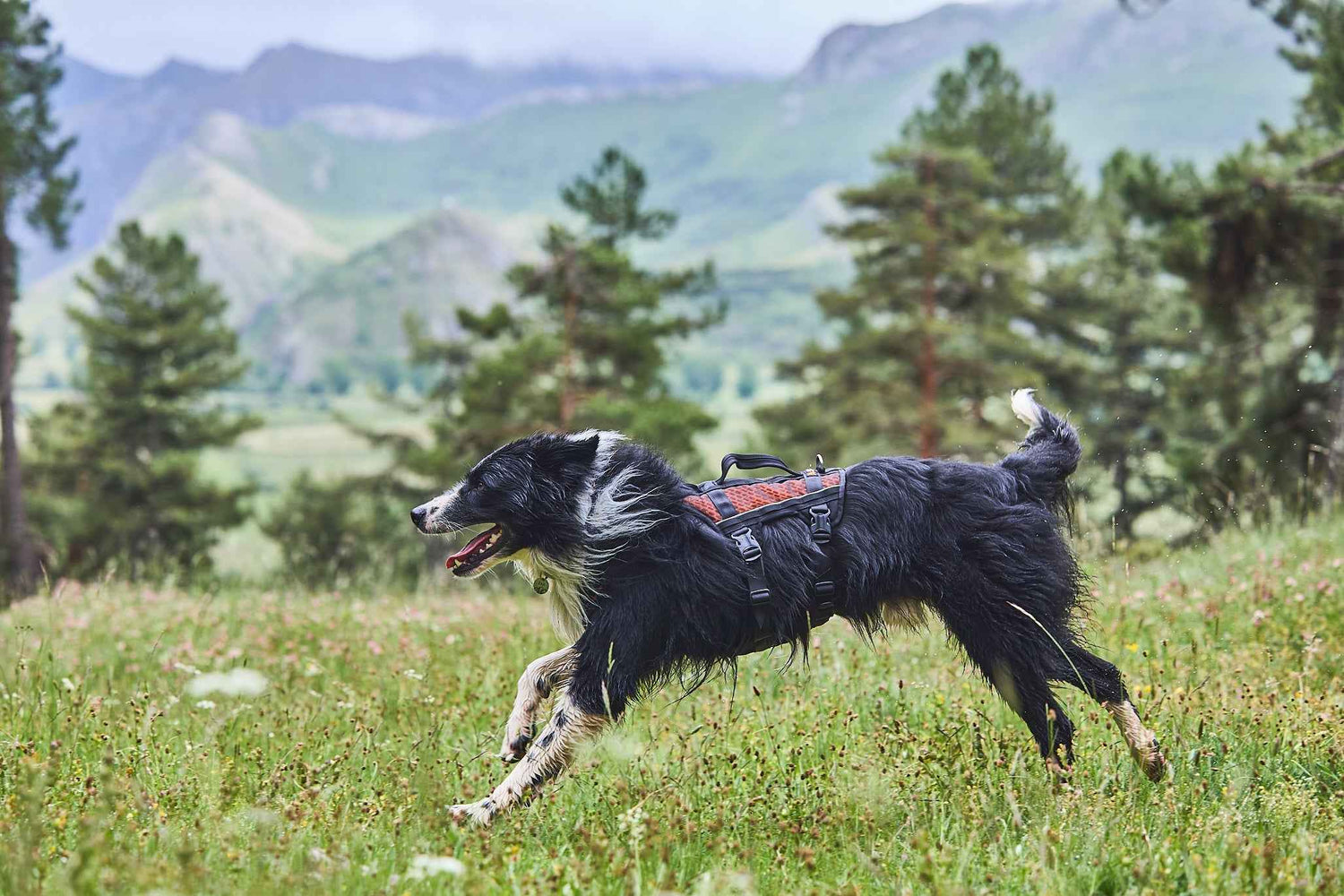 Non-stop dogwear Rock Harness Long