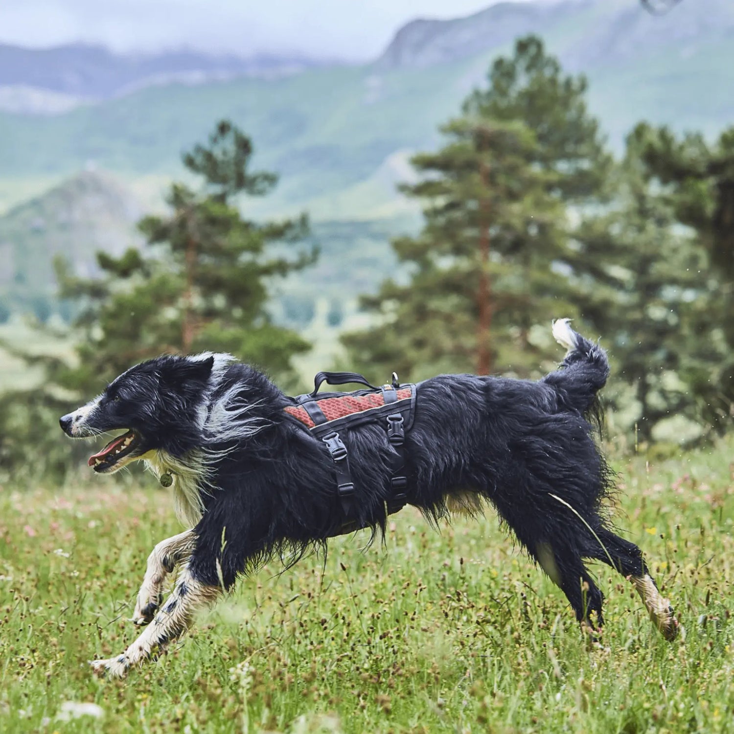 Dog wearing Non-stop Dogwear Rock Harness Long hiking outdoors
