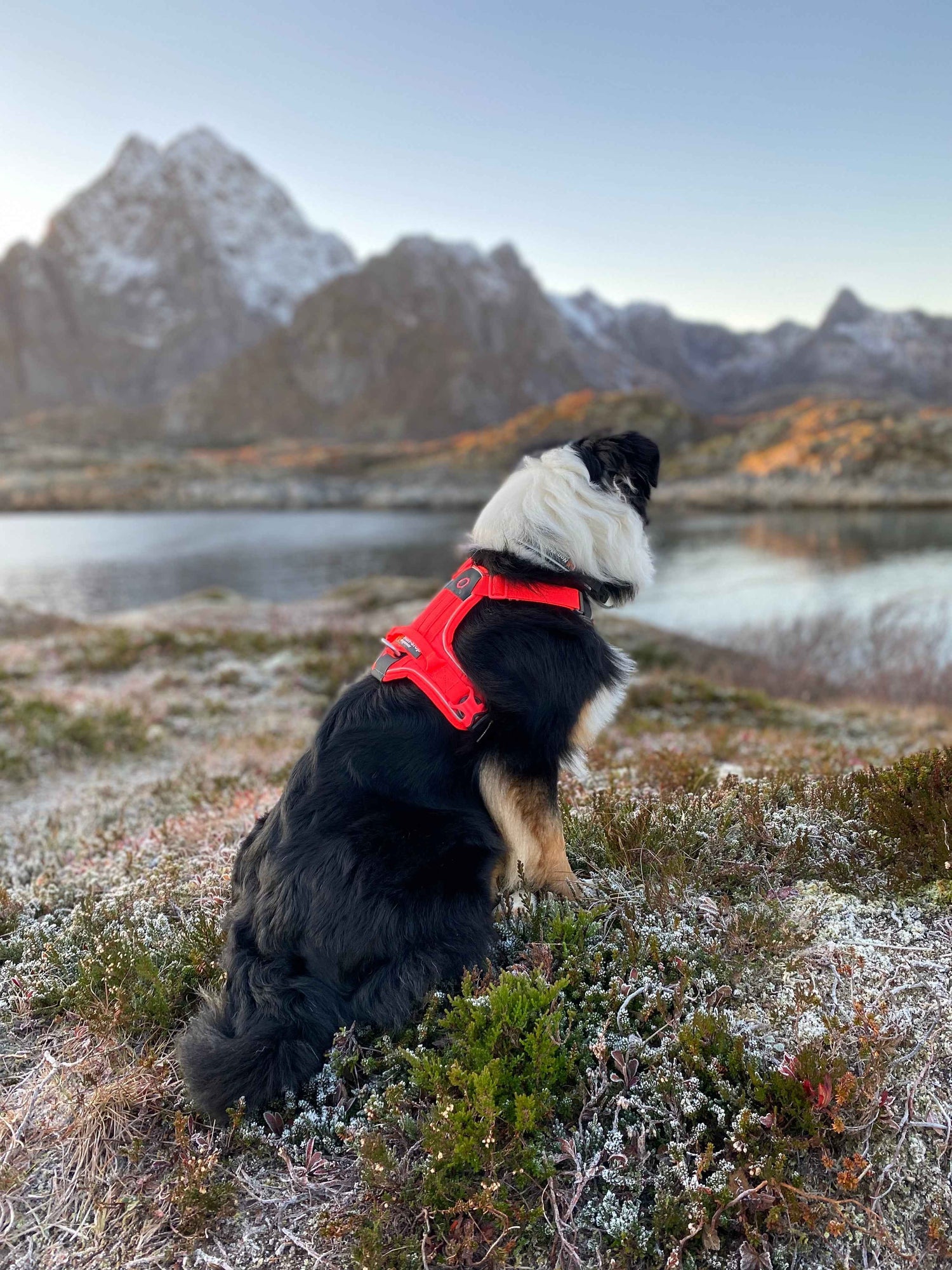 Non-Stop dogwear Ramble Harness on a dog in the Mountains - Dog Harness