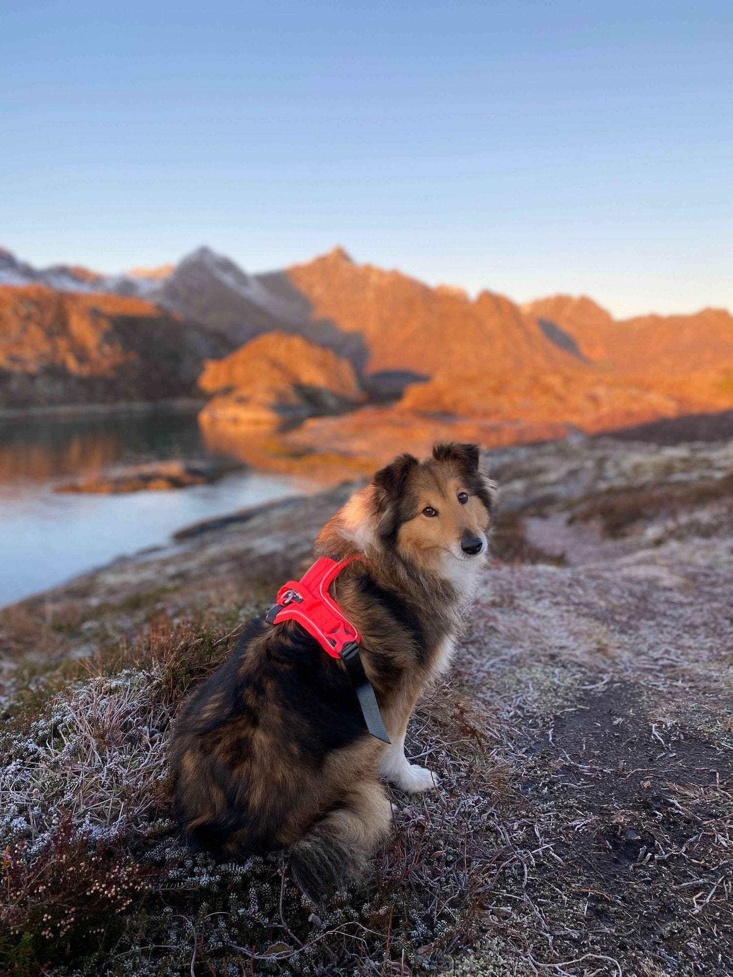 Non-Stop dogwear Ramble Harness on a dog in the Mountains over looking a lake - Dog Harness