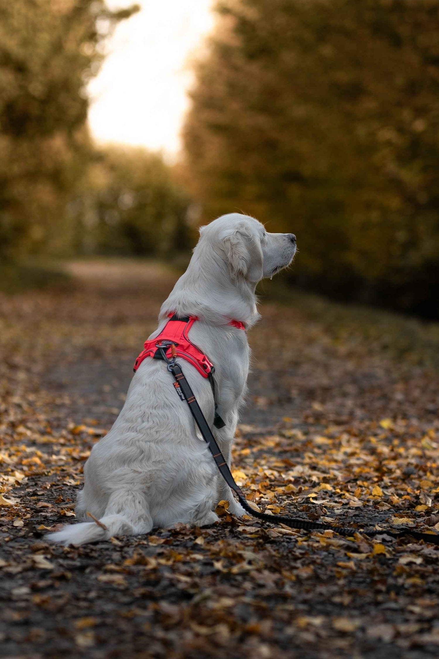 Non-Stop dogwear Ramble Harness on a golden retriever in the woods - Dog Harness