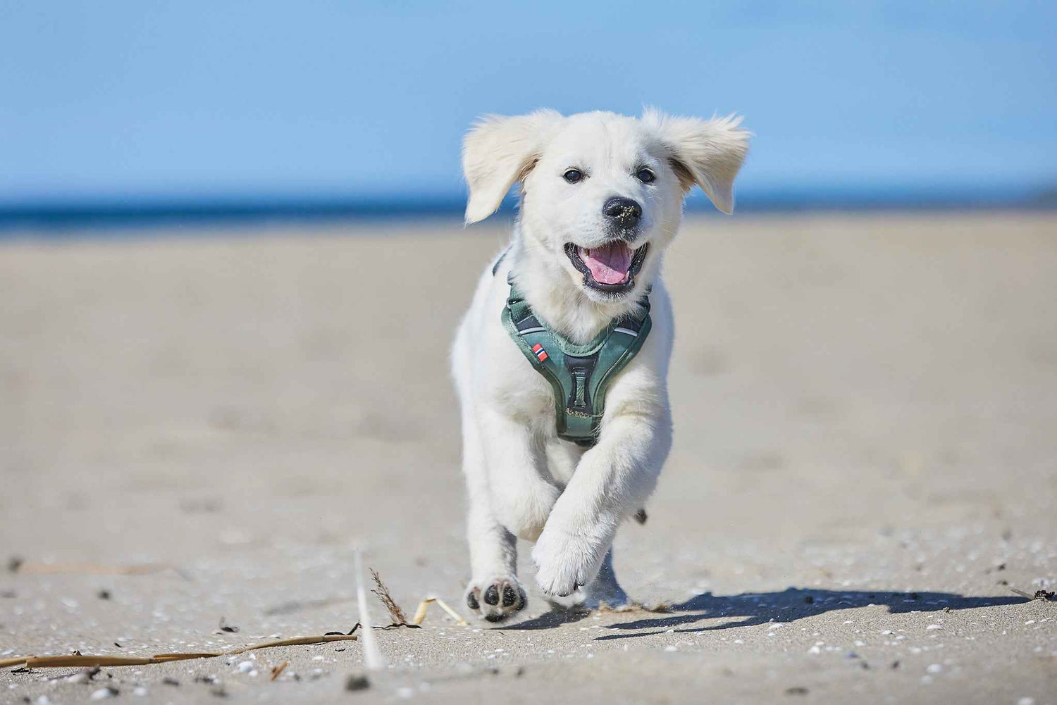 Non-Stop dogwear Ramble Harness on a golden retriever puppy at the beach