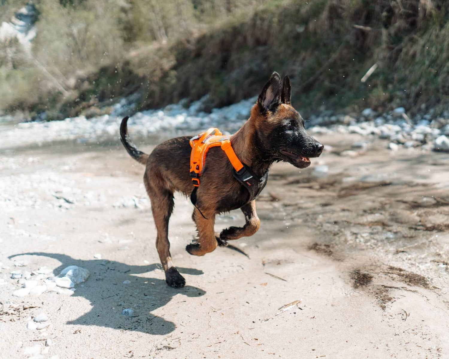 Non-Stop dogwear Ramble Harness on a puppy at the beach - Dog Harness