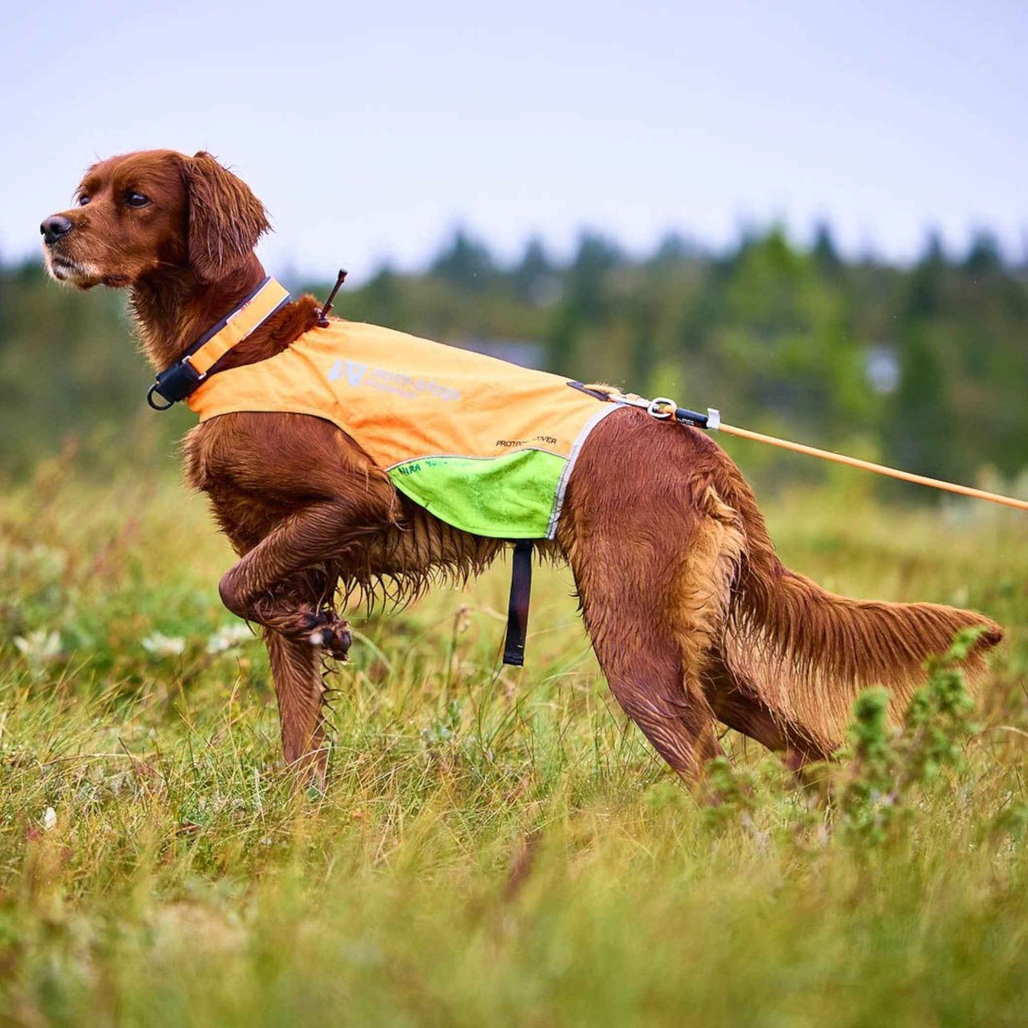 Dog wearing harness connected to Non-stop Dogwear Protector Round Long Line, exploring grassy terrain, ideal for hiking and outdoor adventures.
