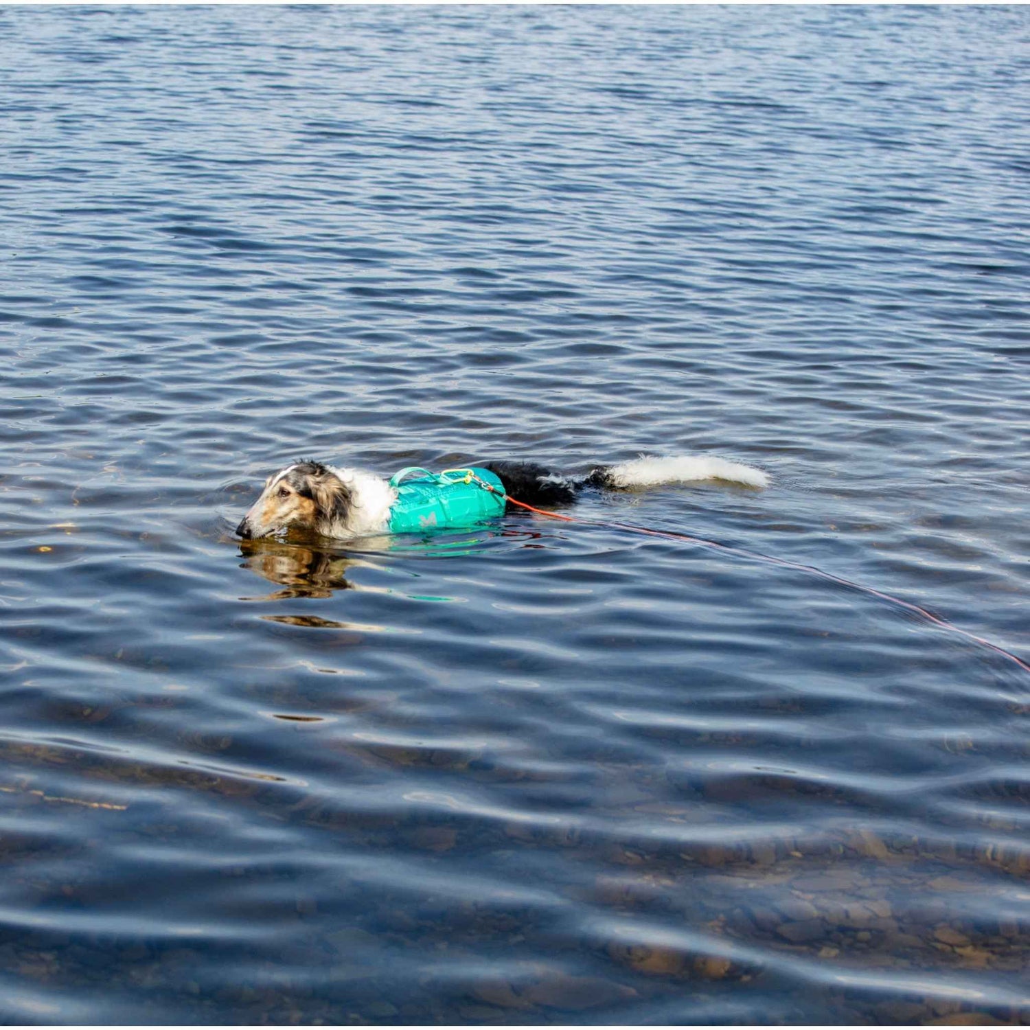 Dog swimming in water while attached to Non-stop Dogwear Protector Round Long Line, showcasing waterproof and durable design for active pets.