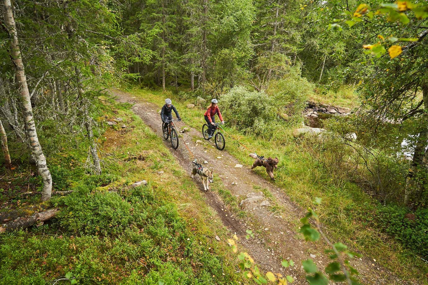 Two cyclists riding forest trails with dogs using the Non-stop dogwear Bike Antenna, ideal for outdoor bikejoring adventures with pets.