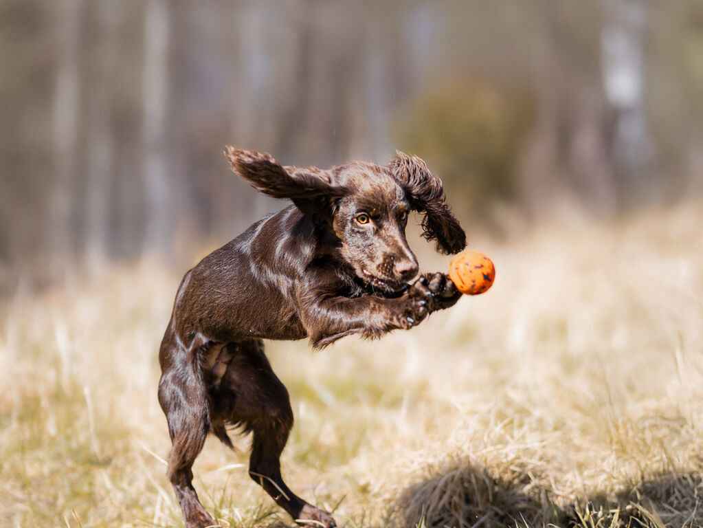 Non-stop dogwear Dog Ball 3