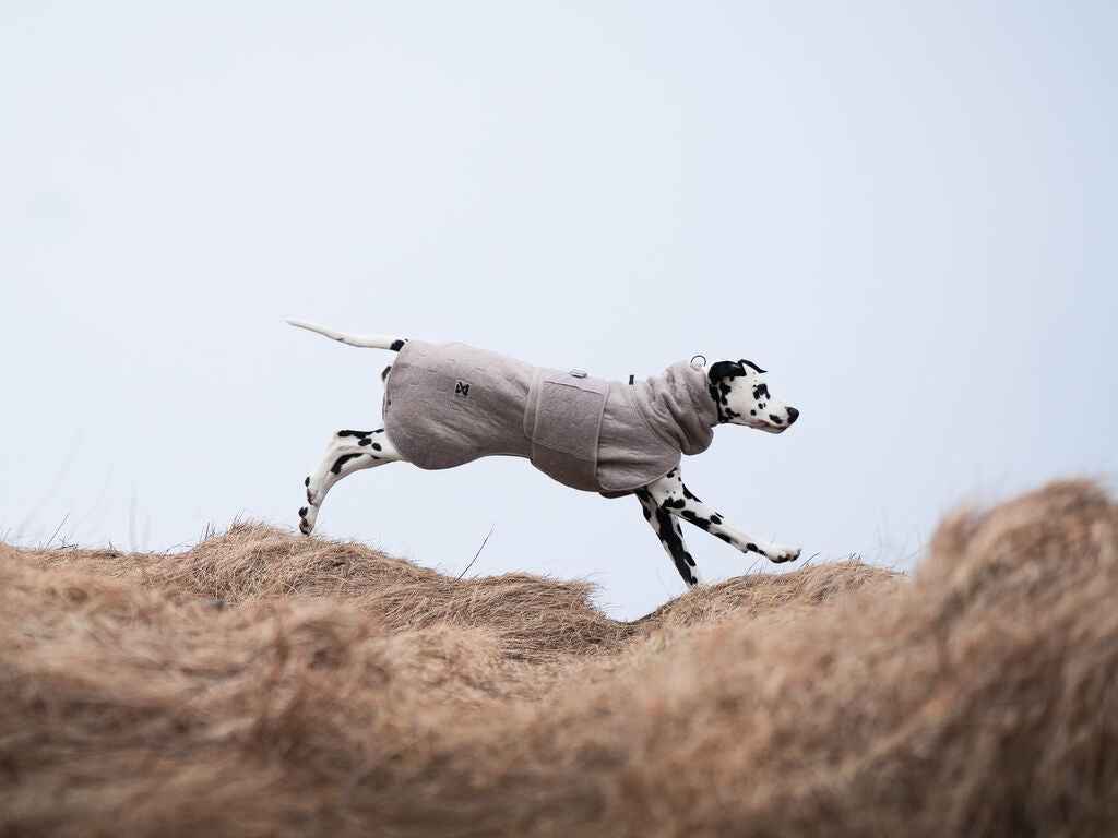 Dalmatian running in a Non-stop dogwear Drying Coat, demonstrating the coat’s unrestricted fit and comfort during active movement.