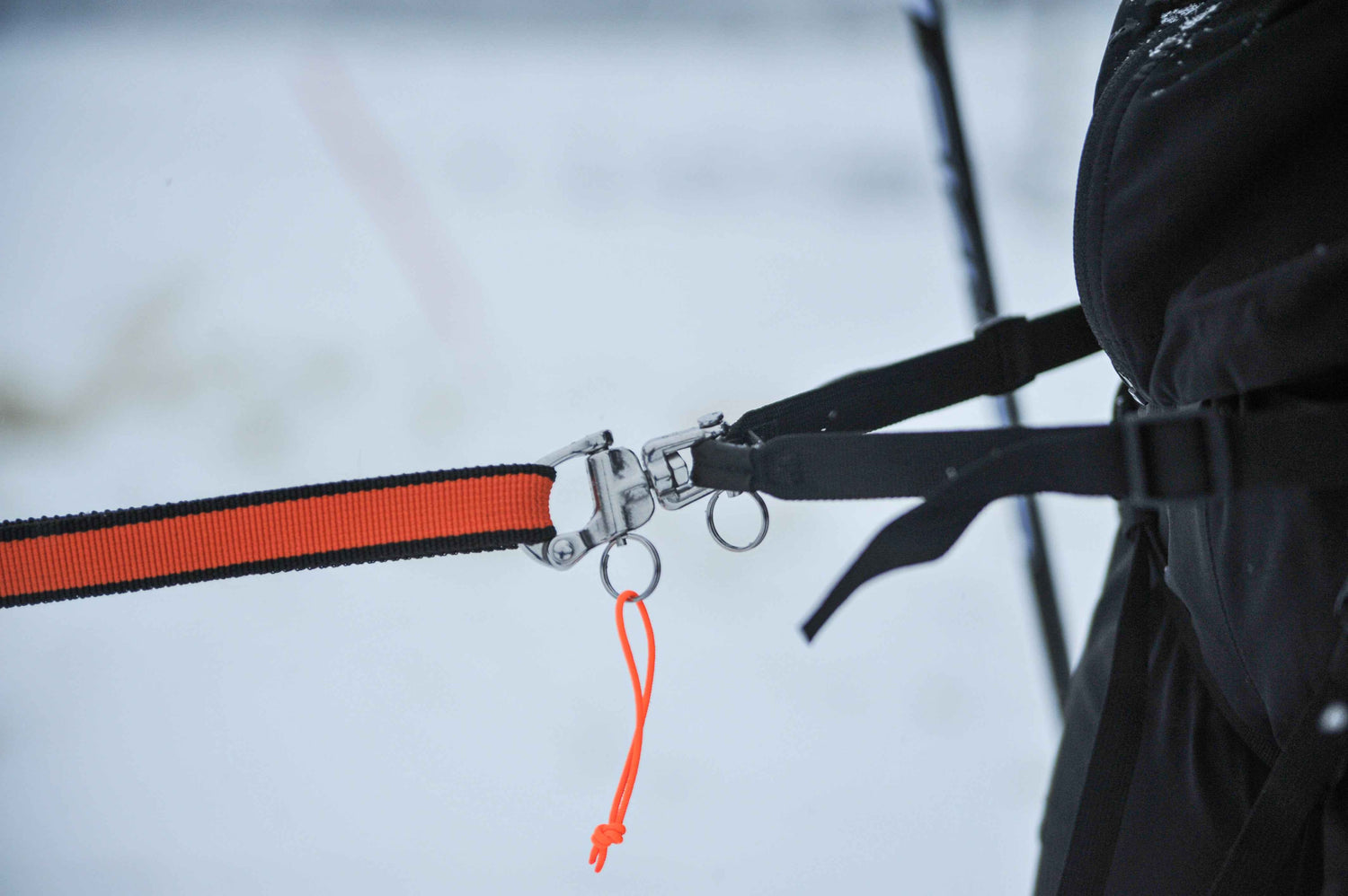 Close-up of Non-stop dogwear Loype Belt Pro skijoring belt attachment system with quick-release carabiner for secure dog connection.