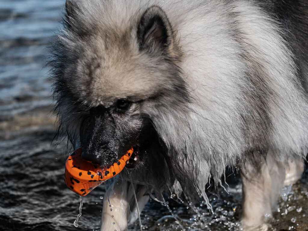 Large fluffy dog carrying the Non-stop dogwear Throw Toy in its mouth while walking through water, showcasing toy's durability.