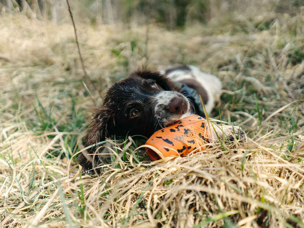 Wet dog lying in dry grass chewing on the Non-stop dogwear Throw Toy, highlighting its engaging and chew-friendly design.