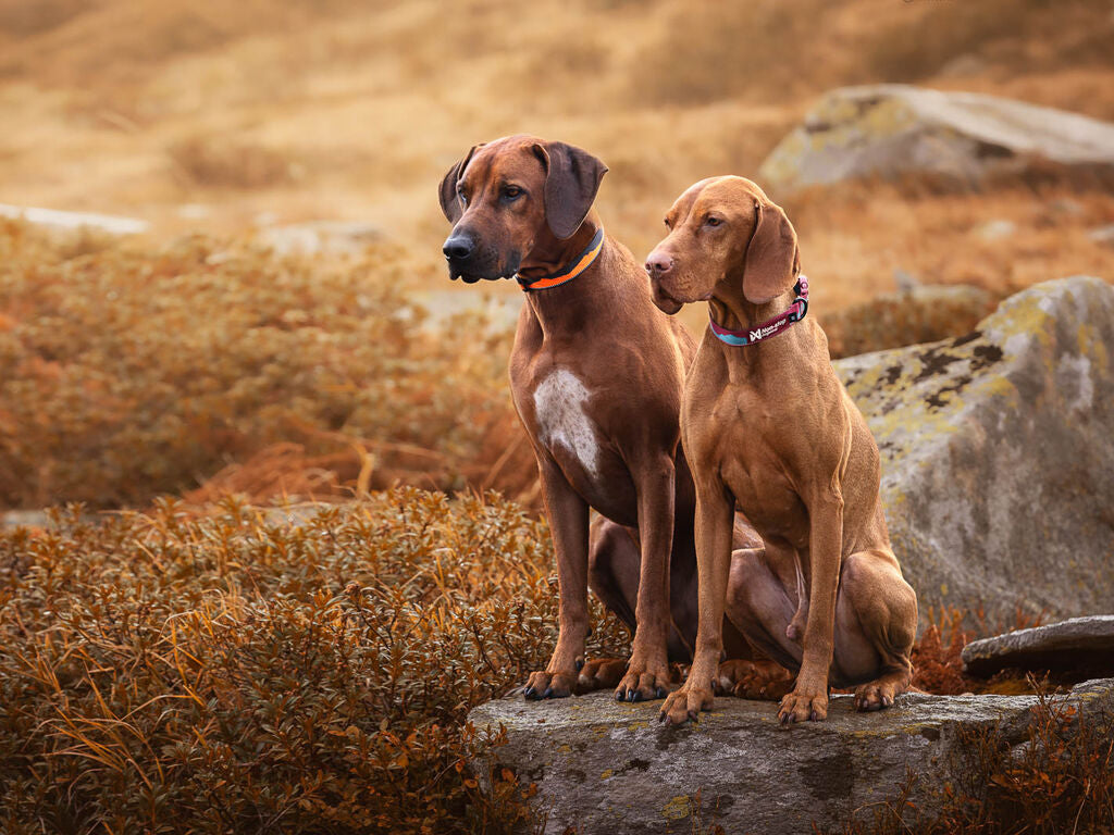 Non-stop dogwear Trail Quest Collar 2