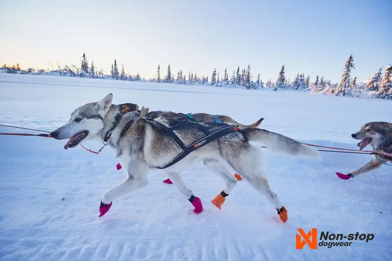 Non-stop Dogwear Nansen Nome Harness 5.0 mushing harness