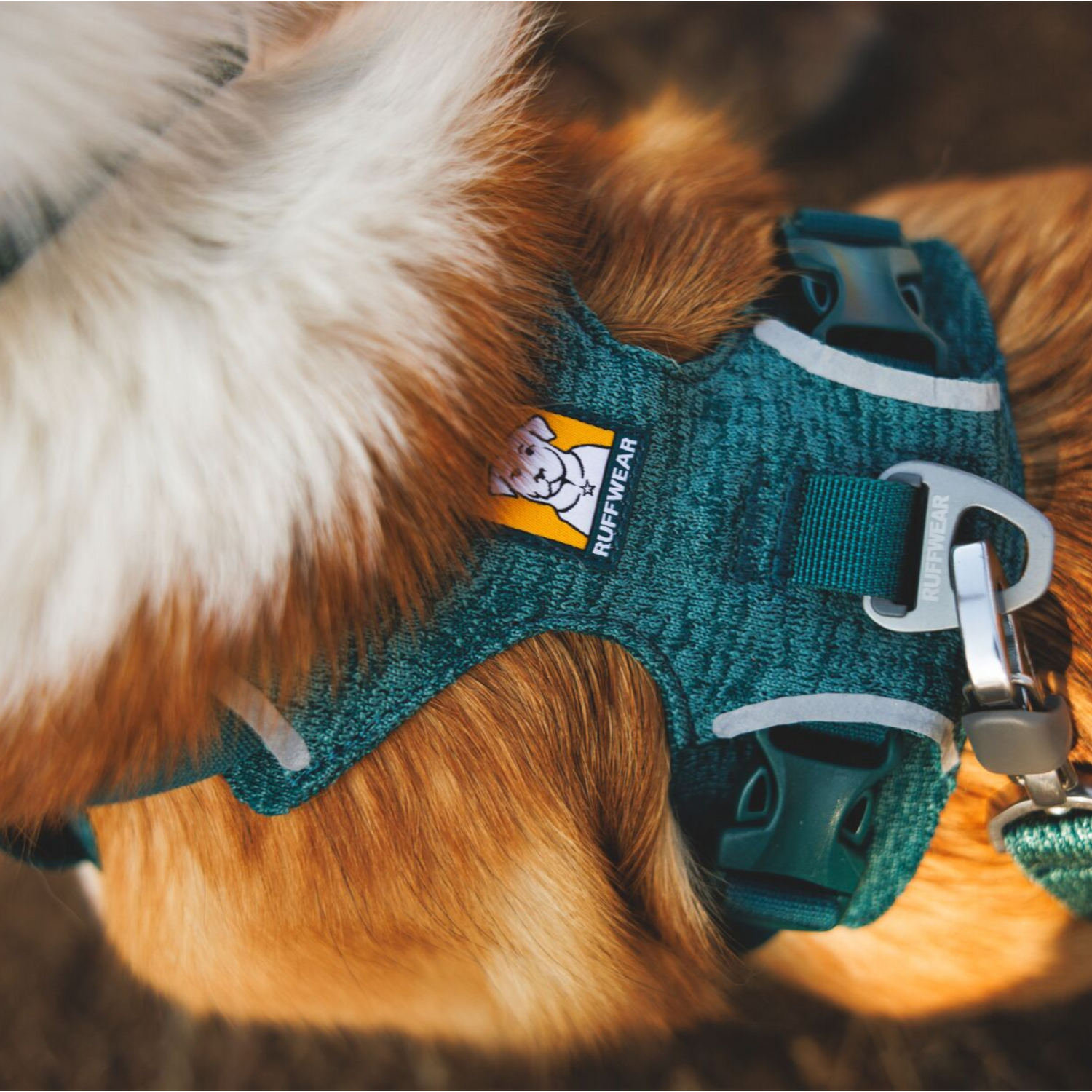 Ruffwear Front Range Flex Harness back leash attachment detail