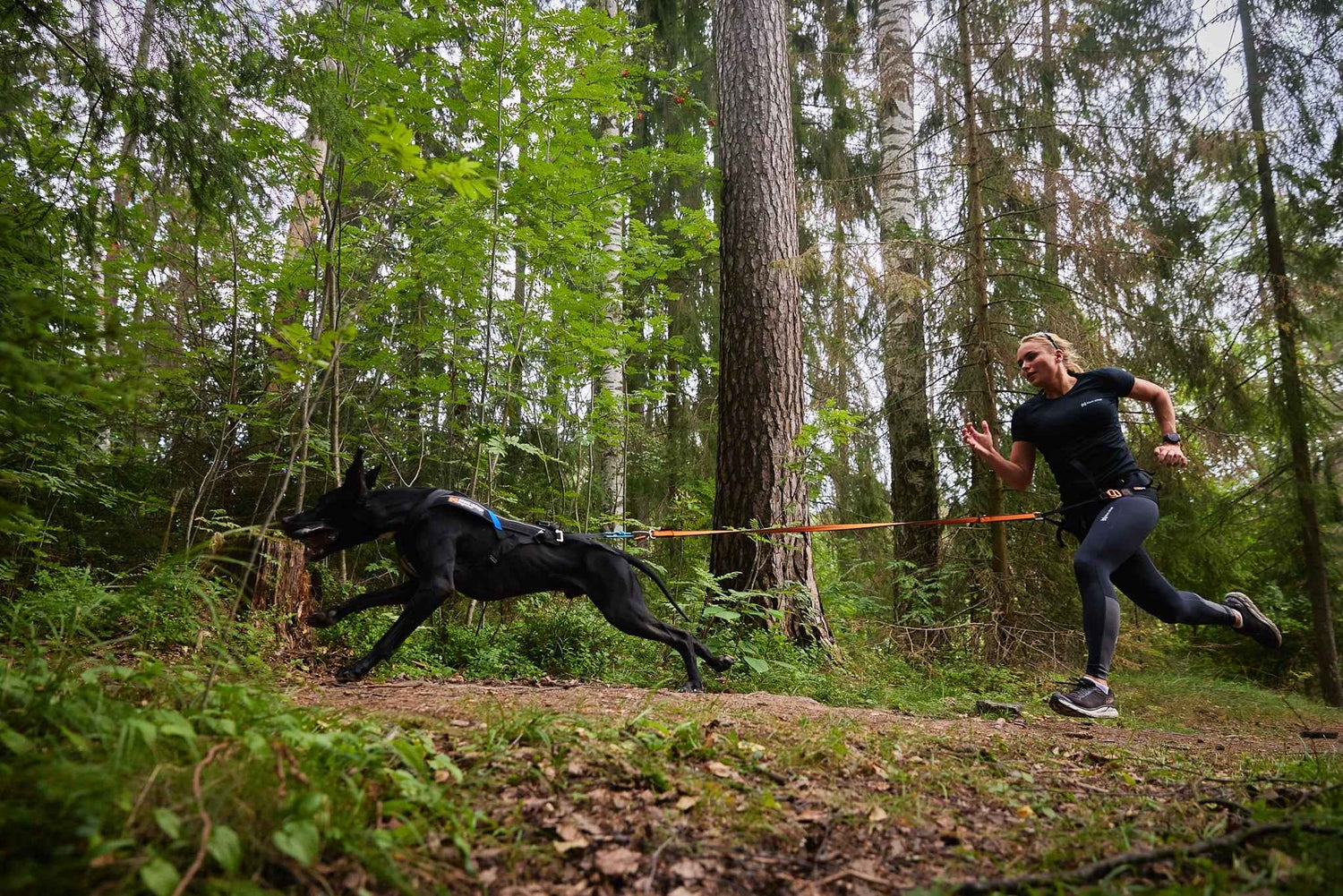 Woman sprinting in forest with dog on Orange/Black Non-stop Dogwear Bungee Leash, built for high-performance canicross and trail running.