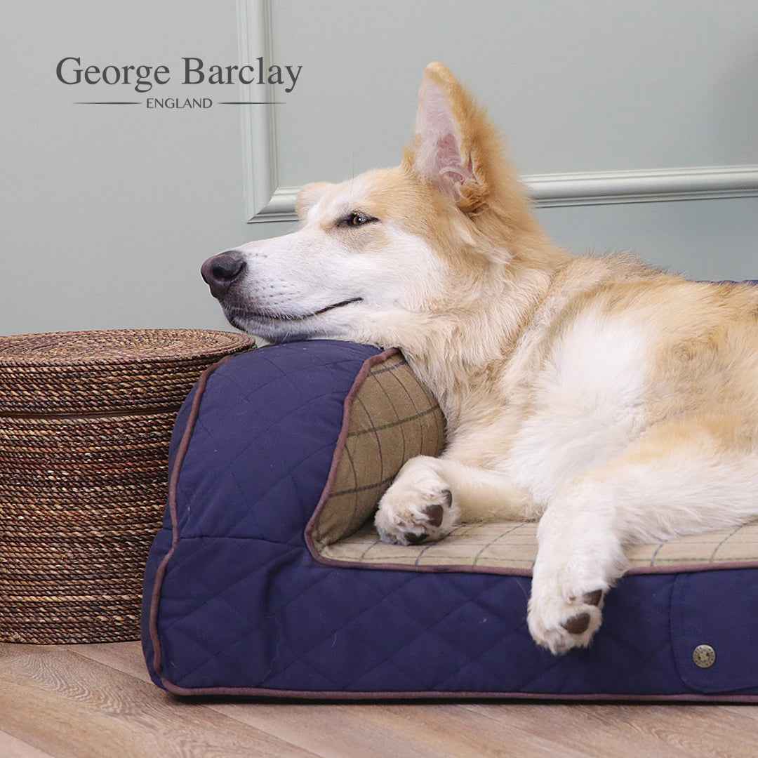 George Barclay Country Dog Sofa Bed - Midnight Blue