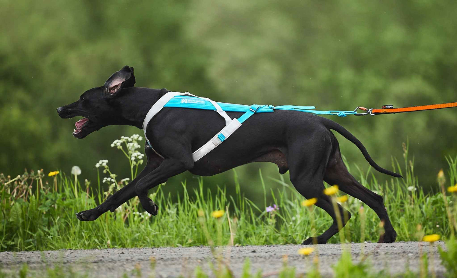 Non-stop Dogwear Freemotion Harness 5.0 dog pulling harness
