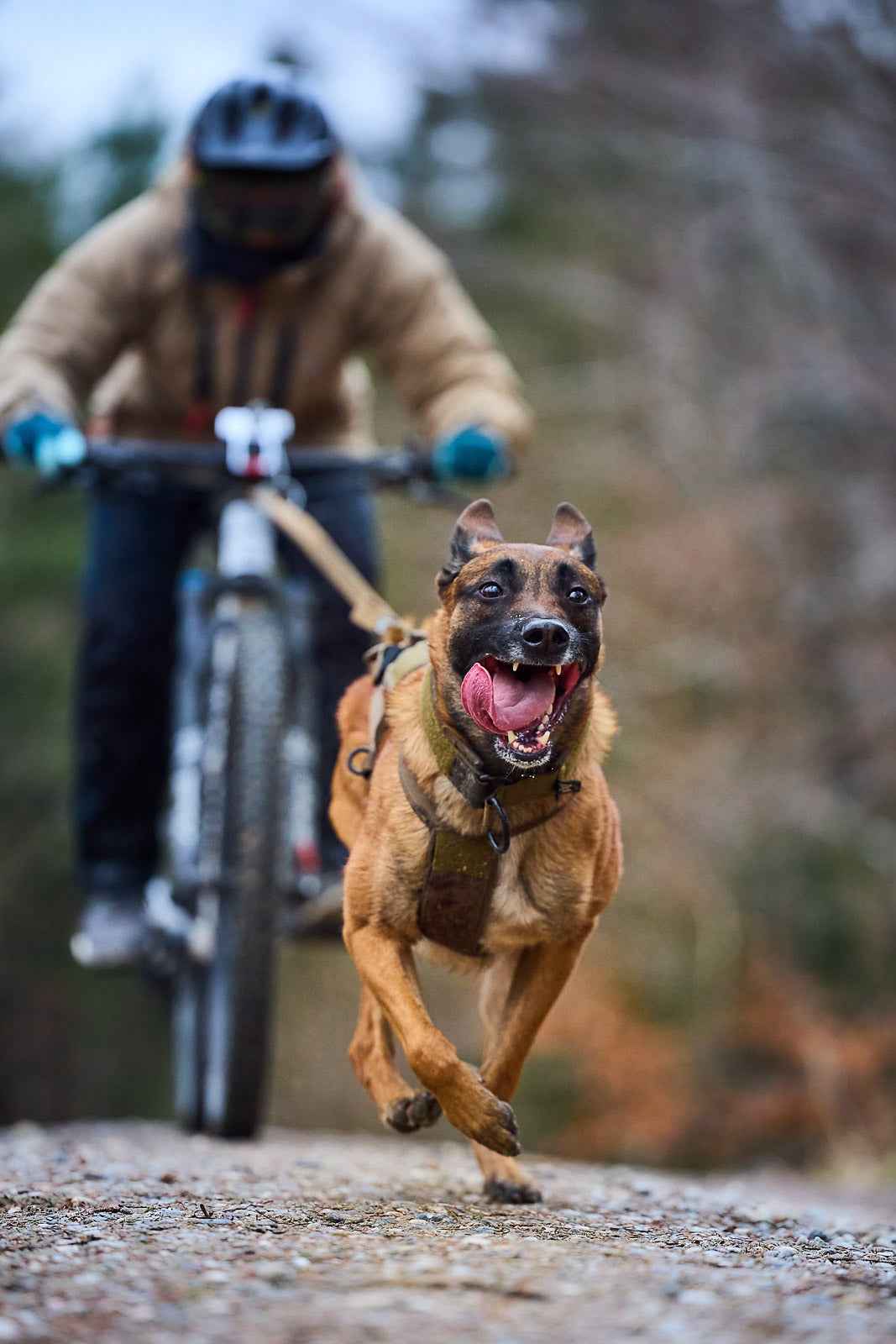 Dog wearing Freemotion Harness WD during bikejoring