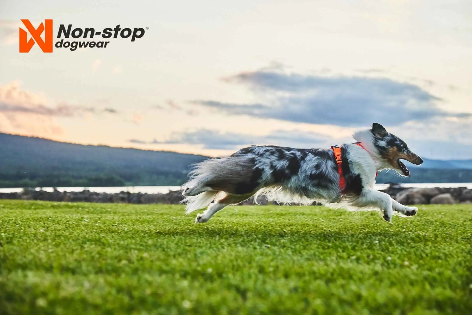 non-stop dogwear line harness 5.0