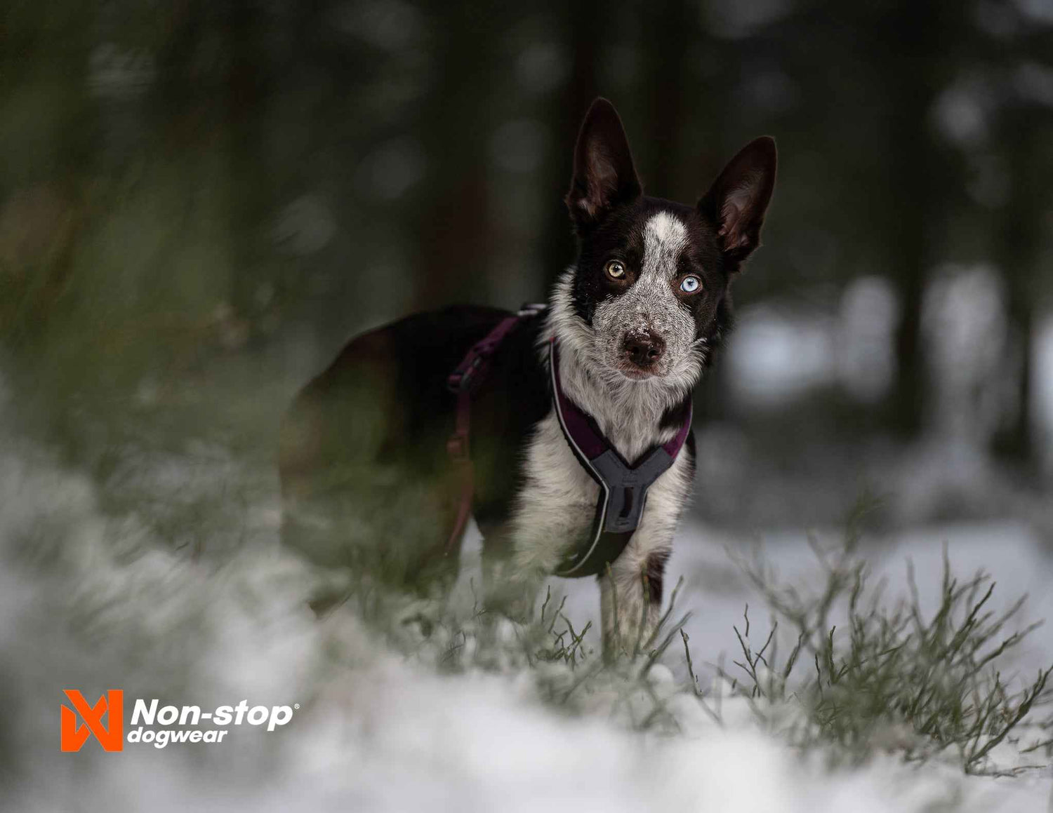 non-stop dogwear line harness 5.0