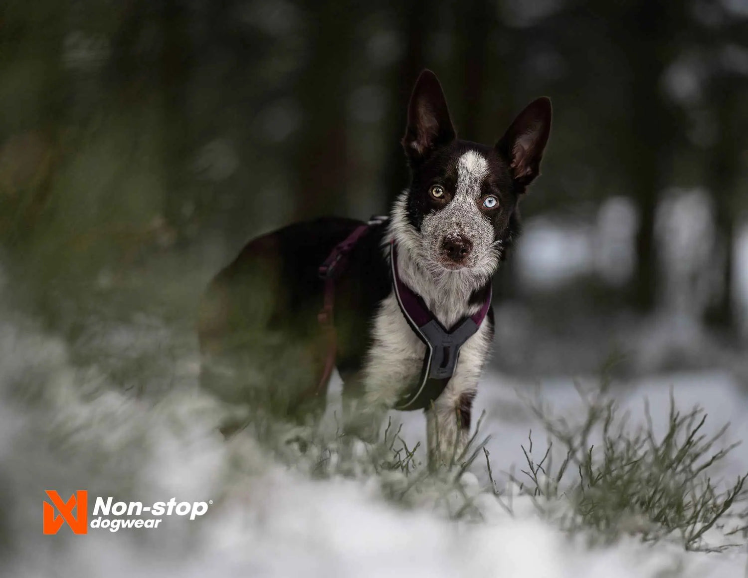non-stop dogwear line harness 5.0