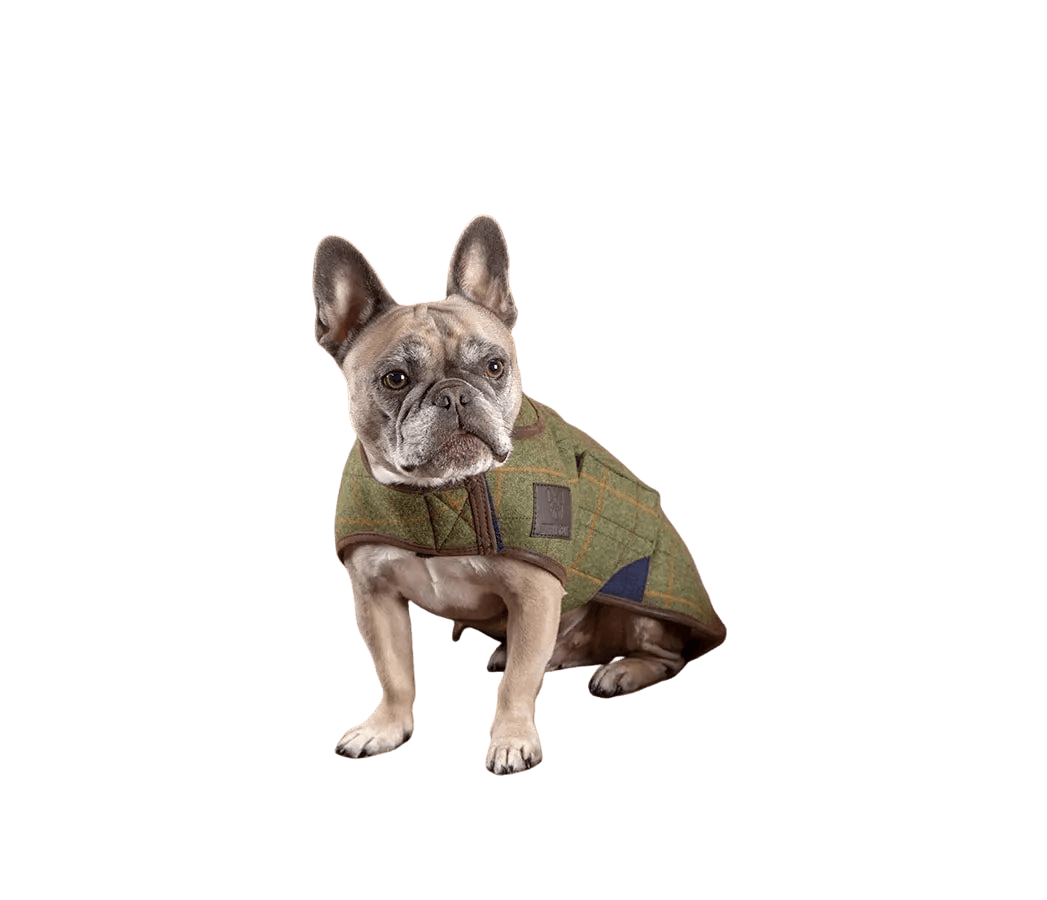 French Bulldog wearing Digby & Fox Tweed Dog Coat in green plaid, ideal for stylish pet warmth in town or countryside settings.
