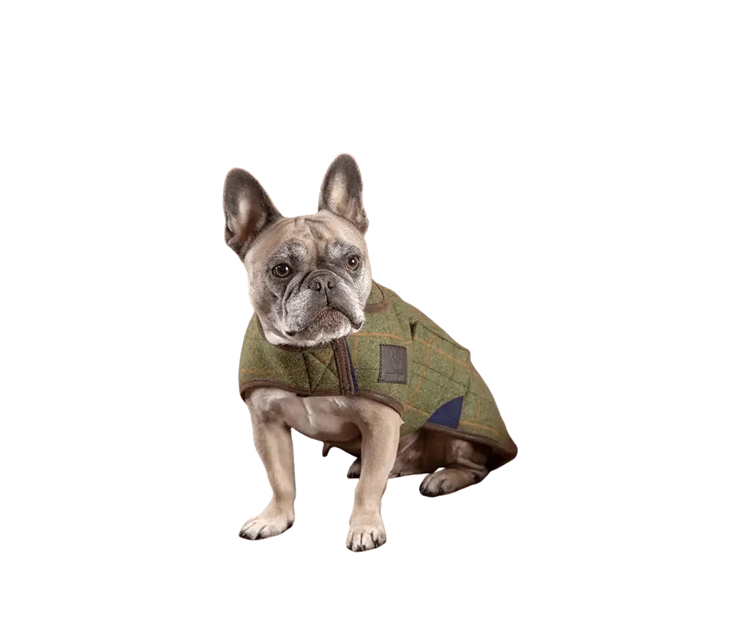 French Bulldog wearing Digby & Fox Tweed Dog Coat in green plaid, ideal for stylish pet warmth in town or countryside settings.