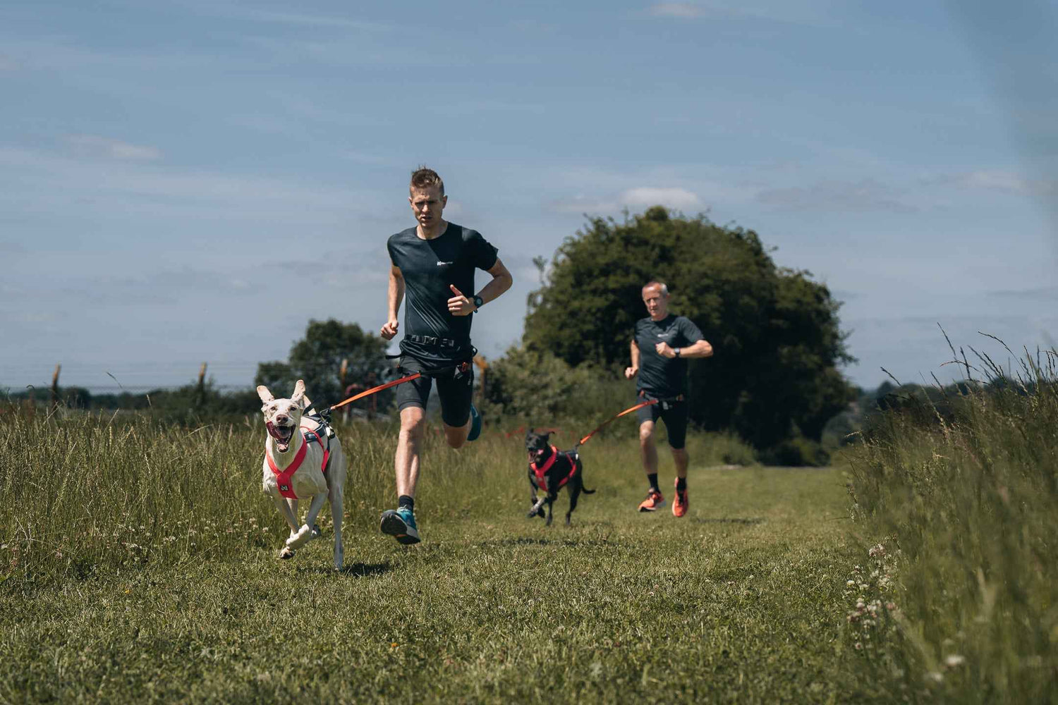 Dog running in Freemotion Harness 5.0 pulling harness