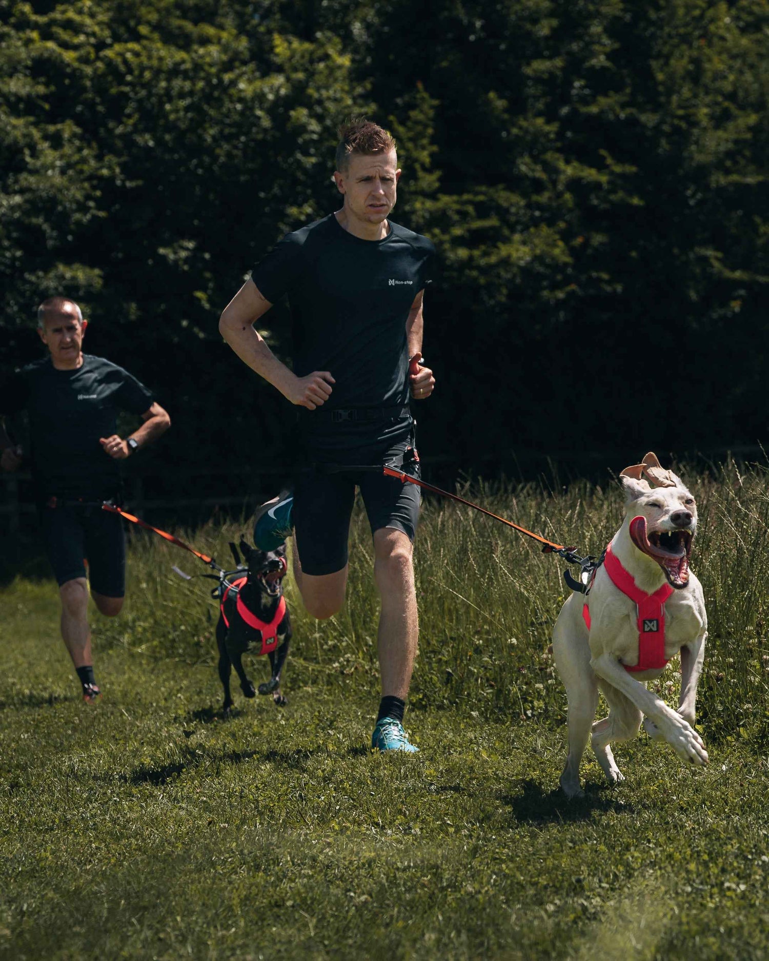 non-stop dogwear freemotion harness 5.0