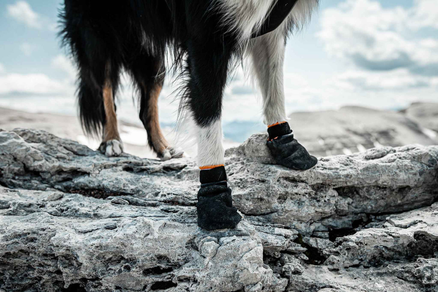Dog wearing Non-stop Dogwear Protector Booties outdoors